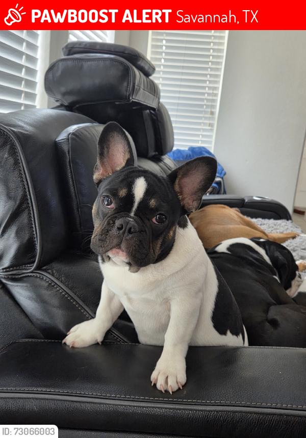 Lost Female Dog last seen Spanish Moss Way and Macon Dr, Savannah, TX 76227