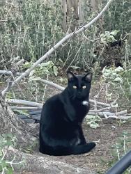 Lost Female Cat last seen 95th and Mowry, Westminster, CO 80031