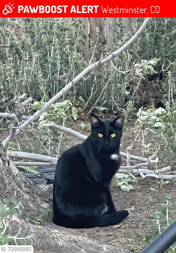 Lost Female Cat last seen 95th and Mowry, Westminster, CO 80031