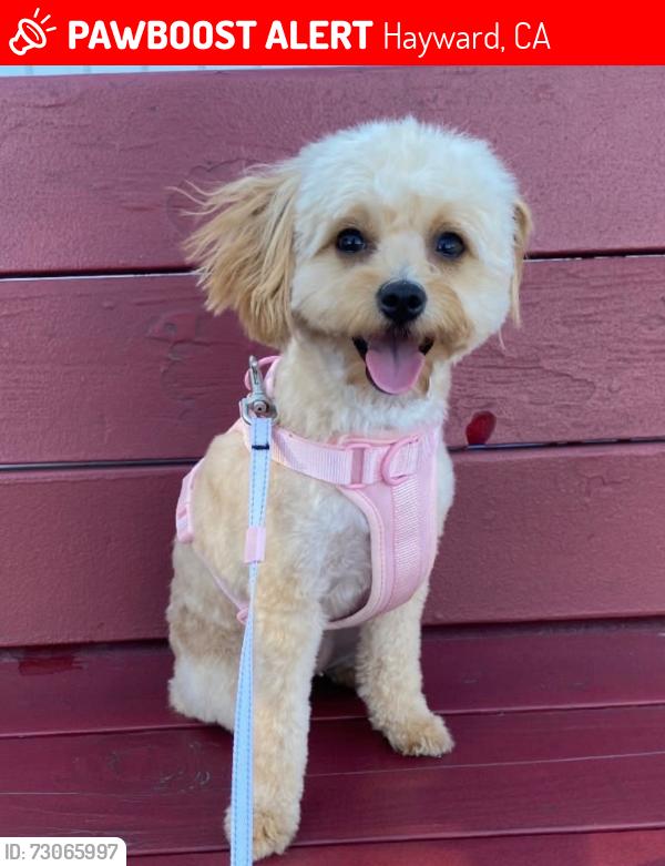 Lost Female Dog last seen Harder , Hayward, CA 94544