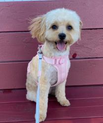 Lost Female Dog last seen Harder , Hayward, CA 94544