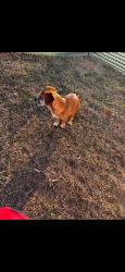 Lost Male Dog last seen Ideal st, Seminole, OK 74868