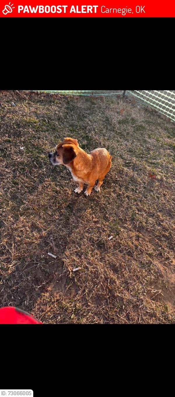Lost Male Dog last seen Ideal st, Seminole, OK 74868