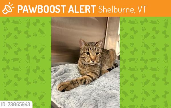 Found/Stray Male Cat last seen Shelburne road retail plaza, Shelburne, VT 05482