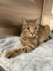 Found/Stray Male Cat last seen Shelburne road retail plaza, Shelburne, VT 05482