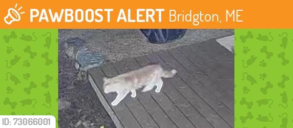 Found/Stray Unknown Cat last seen Near Rob Roy lane, Bridgton, ME 04009
