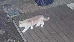 Found/Stray Unknown Cat last seen Near Rob Roy lane, Bridgton, ME 04009