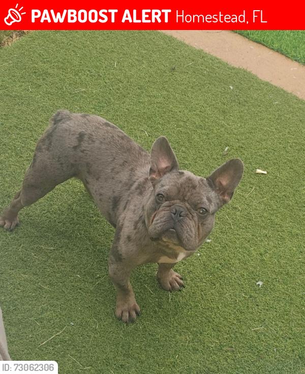Lost Male Dog last seen Near , Homestead, FL 33034