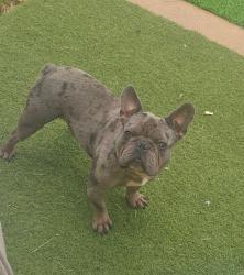 Lost Male Dog last seen Near , Homestead, FL 33034