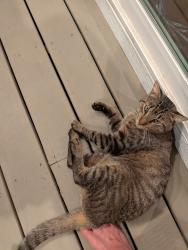 Found/Stray Unknown Cat last seen Chestatee and North River Rd, Gainesville, GA 30506