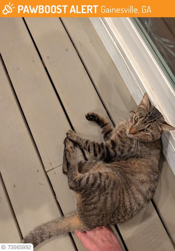 Found/Stray Unknown Cat last seen Chestatee and North River Rd, Gainesville, GA 30506