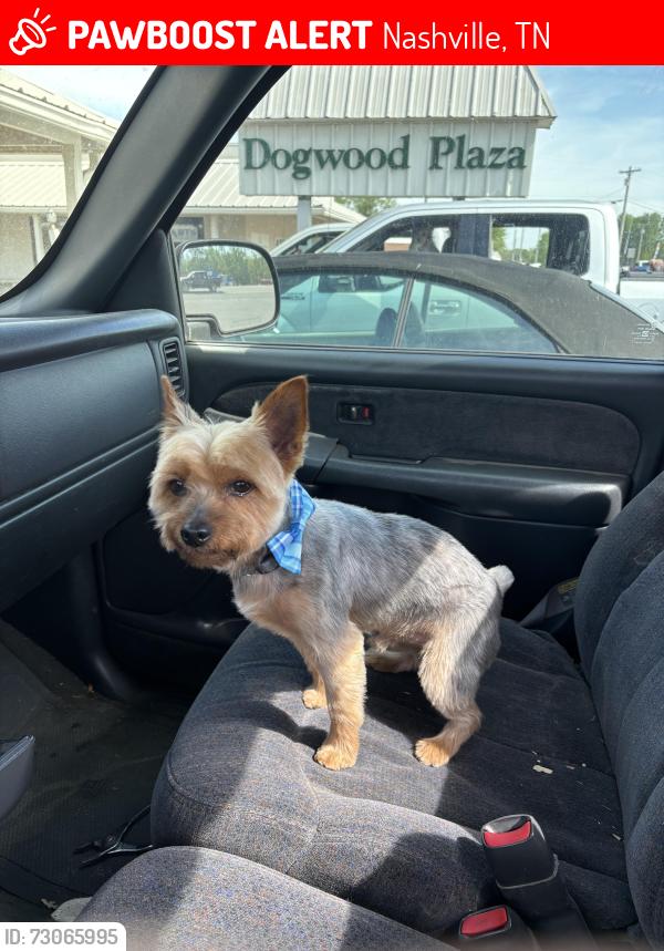 Lost Male Dog last seen Spann Court, Nashville, TN 37211