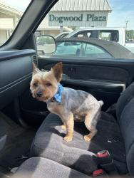 Lost Male Dog last seen Spann Court, Nashville, TN 37211