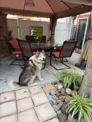 Found/Stray Male Dog last seen Glenrose and mountain altadena, Altadena, CA 91001