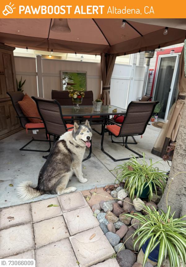 Found/Stray Male Dog last seen Glenrose and mountain altadena, Altadena, CA 91001