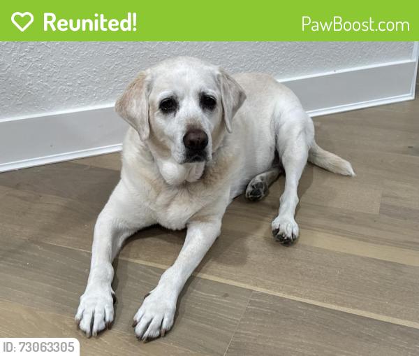 Reunited Female Dog last seen Cox Road and 80 Foot Road, Bartow, FL 33830