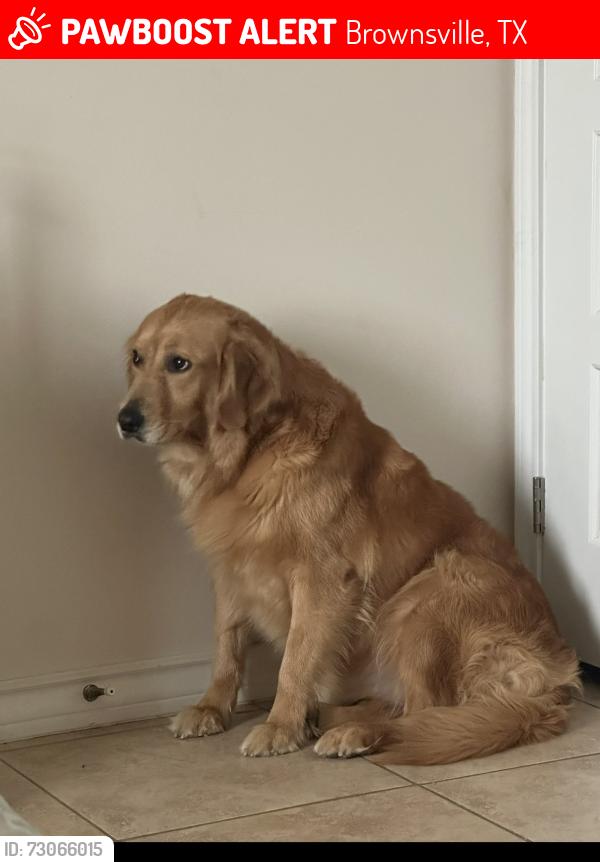 Lost Female Dog last seen Alton gloor and Morrison rd, Brownsville, TX 78520