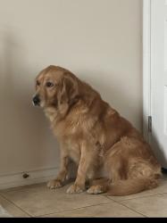 Lost Female Dog last seen Alton gloor and Morrison rd, Brownsville, TX 78520