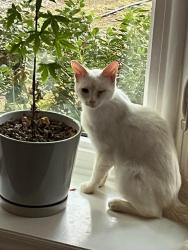 Reunited Unknown Cat last seen Cole Mill Rd and Rose of Sharon Rd, Durham, NC 27712