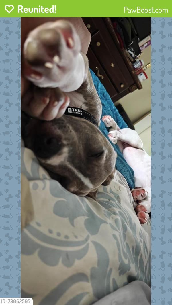 Reunited Male Dog last seen Marin st Monterey st, Vallejo, CA 94590