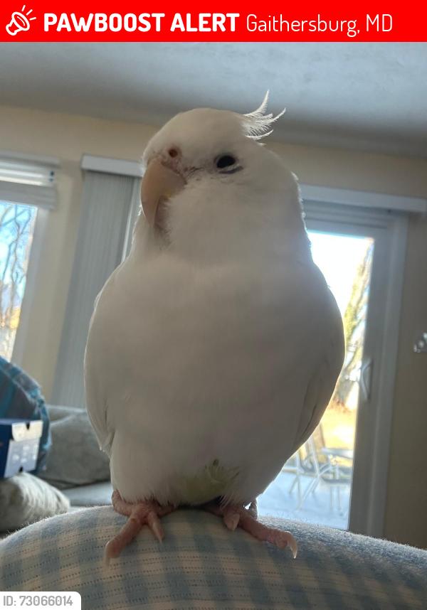 Lost Unknown Bird last seen Garrett Dr. , Gaithersburg, MD 20878