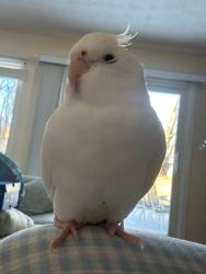 Lost Unknown Bird last seen Garrett Dr. , Gaithersburg, MD 20878