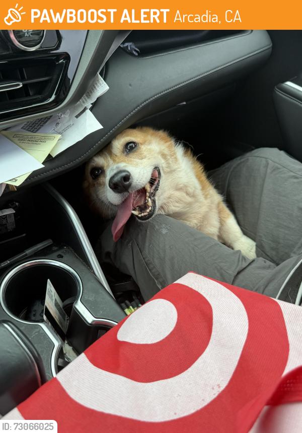 Found/Stray Female Dog last seen Longden and Foss, Arcadia, CA 91006