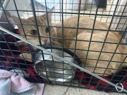 Found/Stray Unknown Cat last seen Holly Thorn Trace and Texanna Way, Holly Springs, NC 27540