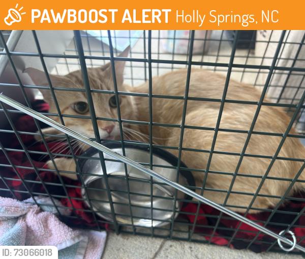 Found/Stray Unknown Cat last seen Holly Thorn Trace and Texanna Way, Holly Springs, NC 27540