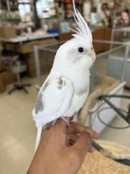 Lost Unknown Bird last seen Portola Springs community, Lomas Valley Park, Irvine CA, Irvine, CA 92618