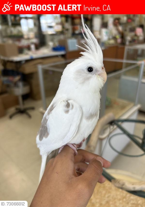 Lost Unknown Bird last seen Portola Springs community, Lomas Valley Park, Irvine CA, Irvine, CA 92618