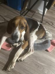 Lost Male Dog last seen Tulip Grove road, Nashville, TN 37076
