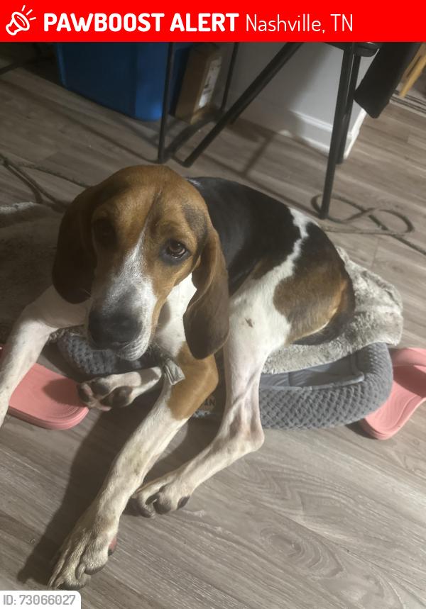 Lost Male Dog last seen Tulip Grove road, Nashville, TN 37076