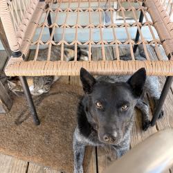 Lost Male Dog last seen Cr 243 or poetry road, Terrell, TX 75160