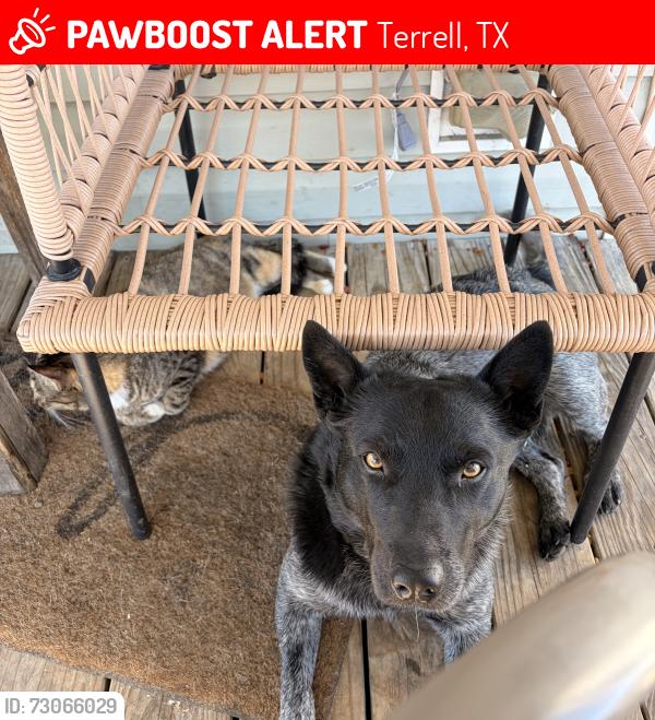 Lost Male Dog last seen Cr 243 or poetry road, Terrell, TX 75160