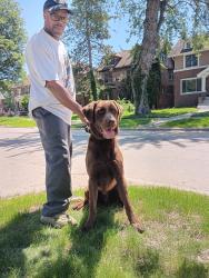 Found/Stray Male Dog last seen Woodward and McLean, Highland Park, MI 48203