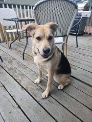 Reunited Female Dog last seen Alling Park near Wapato, Tacoma, WA 98408