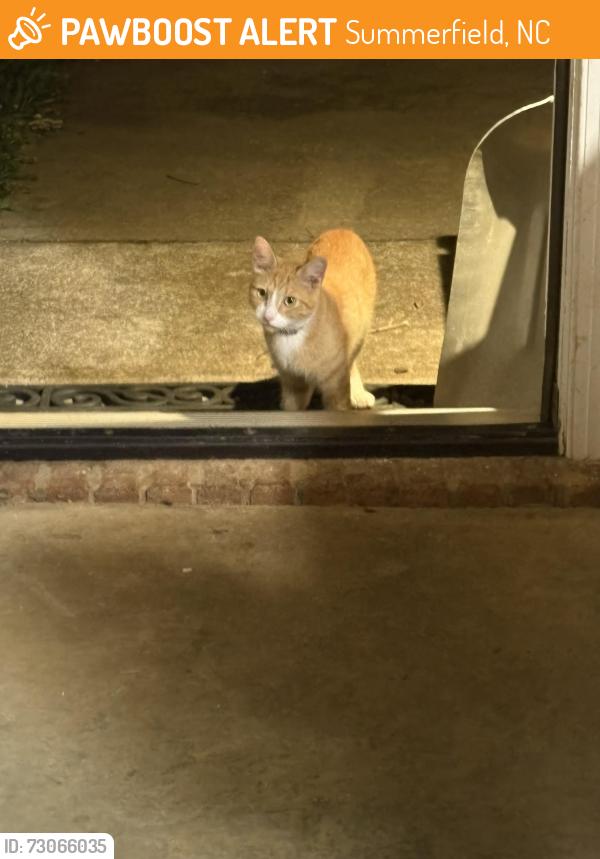Found/Stray Unknown Cat last seen Windswept & Strawberry, Summerfield, NC 27358