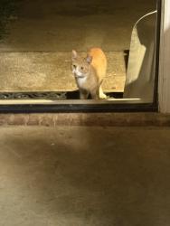 Found/Stray Unknown Cat last seen Windswept & Strawberry, Summerfield, NC 27358