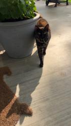 Lost Female Cat last seen Lake tyler, Tyler, TX 75707