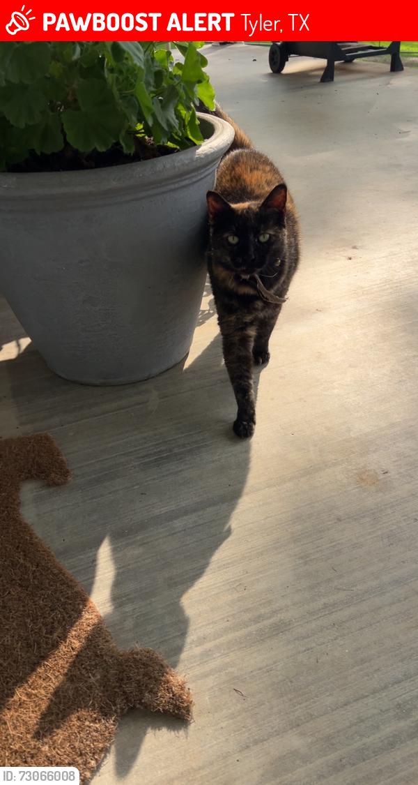 Lost Female Cat last seen Lake tyler, Tyler, TX 75707
