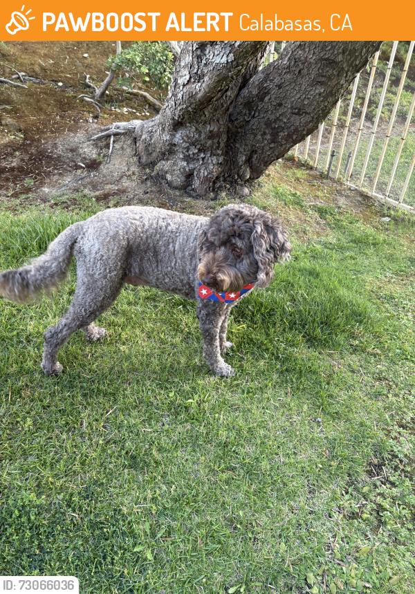 Found/Stray Unknown Dog last seen Cairnloch, Calabasas, CA 91302
