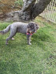 Found/Stray Unknown Dog last seen Cairnloch, Calabasas, CA 91302