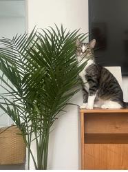 Lost Male Cat last seen Sauternes lane Murrieta ca, Murrieta, CA 92562