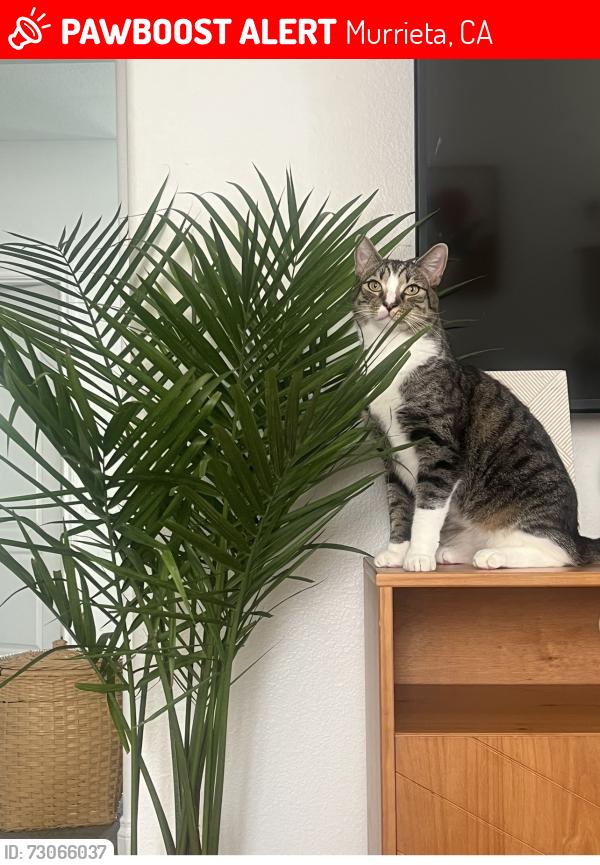 Lost Male Cat last seen Sauternes lane Murrieta ca, Murrieta, CA 92562