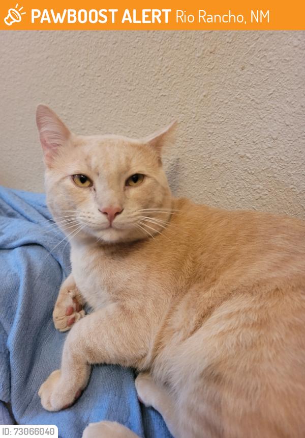 Found/Stray Male Cat last seen Lupine dr ne, Rio Rancho, NM 87144