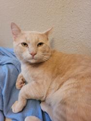 Found/Stray Male Cat last seen Lupine dr ne, Rio Rancho, NM 87144