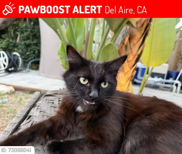 Lost Male Cat last seen Isis Ave and 118th St, Del Aire, CA 90304