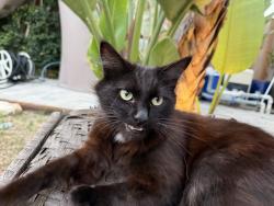 Lost Male Cat last seen Isis Ave and 118th St, Del Aire, CA 90304