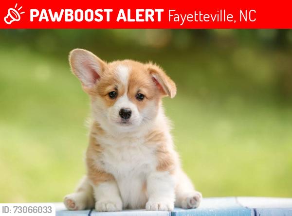 Lost Female Dog last seen yes, Fayetteville, NC 28311